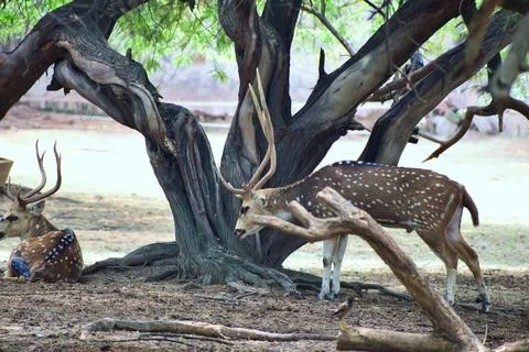 Spotted deer resting beneath an old tree Stock Photos