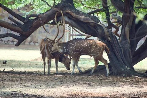 Spotted deer resting beneath an old tree Stock Photos
