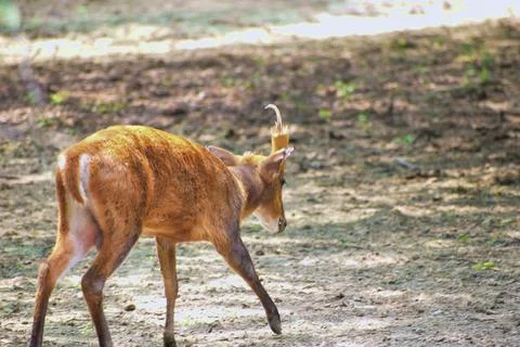 Spotted deer resting beneath an old tree Stock Photos