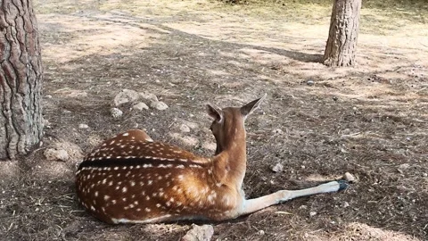 Spotted deer resting peacefully on forest ground Stock Footage 346730813