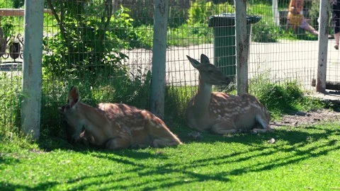Spotted deer resting in the shade. Video stock 208852055
