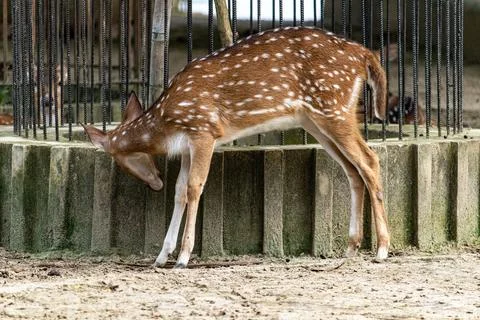 Spotted deer roaming inside Chattogram Zoo Stock Photos
