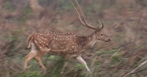 Spotted deer running Chitwan Naitonal Park Nepal Stock Footage 250432299