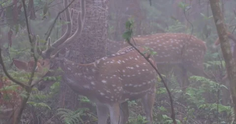 Spotted deer running Chitwan Naitonal Park Nepal Stock Footage 250471226
