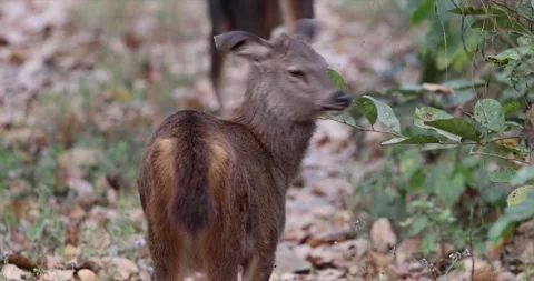 Spotted deer running Chitwan Naitonal Park Nepal Stock Footage 250473742