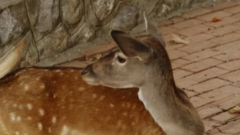 Spotted deer scratching its neck and slowly walking away inside a zoo enclosure Stock Footage 325791779