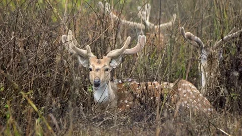 Spotted Deer sitting half formed antlers Corbett National Park Uttarakhand India Stock Footage 134257575