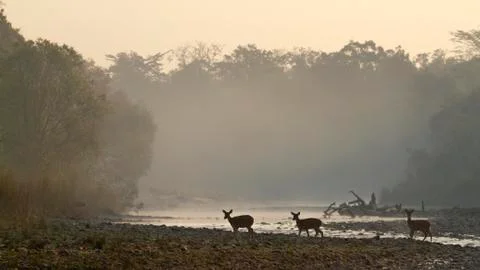 Spotted deer, specie axis axis, in Bardia, Nepal Stock Photos