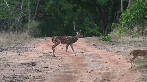  A spotted deer stag calmly crossing a safari trail in Bandhavgarh national park Stock Footage 340409040