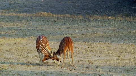 Spotted deer stags sparring in an open area in Sundarbans Stockbeeldmateriaal 238020255