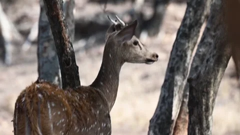 Spotted deer standing alone under a tree in Ranthambore national park Vídeos de archivo 334553842