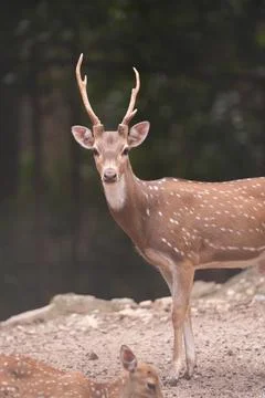 Spotted Deer Standing Stock Photos