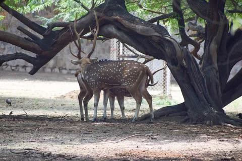 Spotted deer is standing under a tree Stock Photos