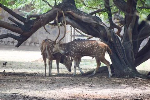 Spotted deer is standing under a tree Stock Photos