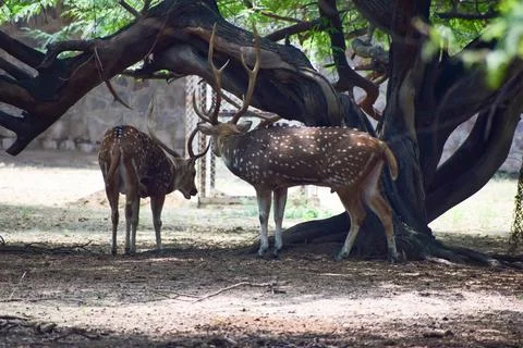 Spotted deer is standing under a tree Stock Photos