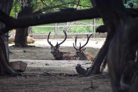 Spotted deer is standing under a tree Stock Photos
