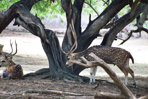 Spotted deer is standing under a tree Stock Photos