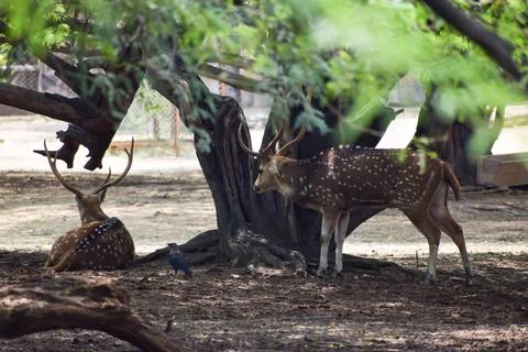 Spotted deer is standing under a tree Stock Photos