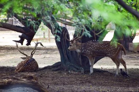 Spotted deer is standing under a tree Stock Photos