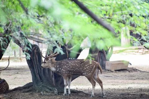 Spotted deer is standing under a tree Stock Photos
