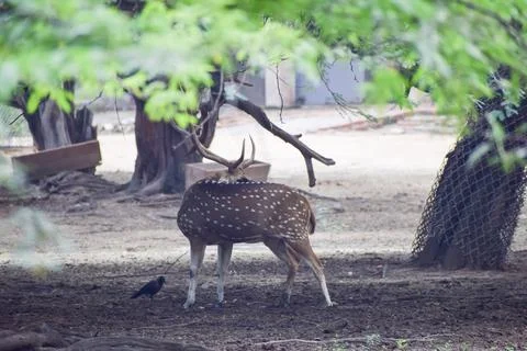 Spotted deer is standing under a tree Stock Photos