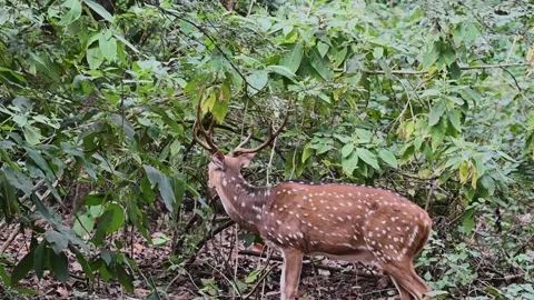  Spotted deer surrounded by the green in the forest of Corbett national park Stock Footage 296314758