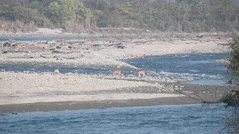 Spotted deer traversing the rocky shore in Corbett national park Stock Footage 340514897