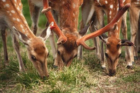 Spotted deer walk in the summer in the reserve Stock Photos