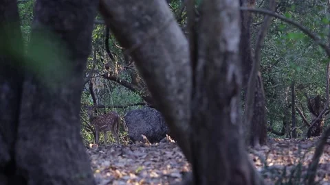 Spotted Deer walking away Stock Footage 153327898
