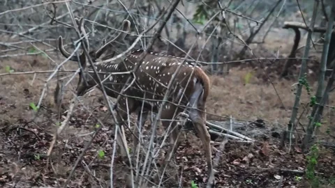 Spotted deer walking back into the dense Tadoba national park Stock Footage 327521870