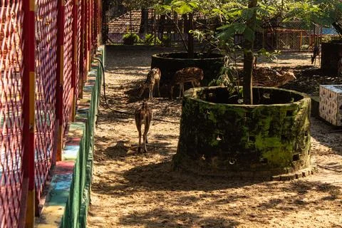 Spotted deer walking in line inside animal enclosure Stock Photos
