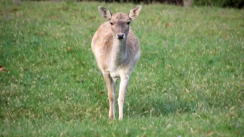Spotted deer walking straight towards the camera. Fearless deer. Spotted Stock Footage 118208859