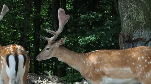 Spotted deer walking through the forest slow motion Stock Footage 306754778