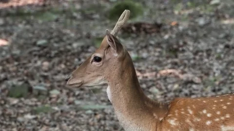 Spotted deer walking through the forest slow motion Stock Footage 306759082