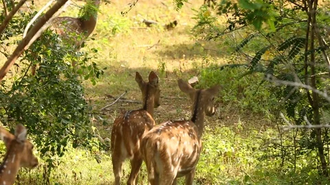Spotted Deer walking through the jungle Stock Footage 93542631