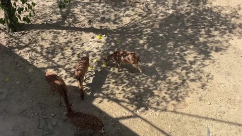 Spotted deer walking through Seoul Forest in Seoul, South Korea, surrounded by s Stock Footage 346821425