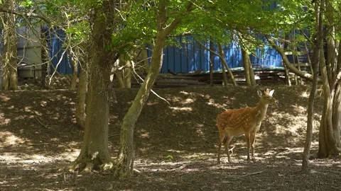 Spotted deer walks Stock Footage 131249673