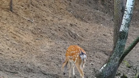 Spotted deer walks through forest area near birds on the ground during daylight Stock Footage 337966119