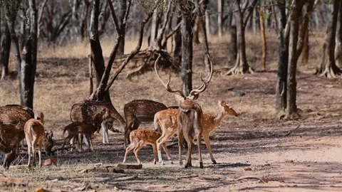Spotted deer walks through the herd while they feed in Ranthambore national park Stock Footage 334553660