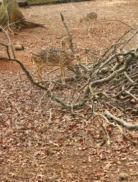 Spotted deer in the wild Stock Photos