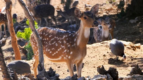 Spotted deer in the zoo Stock Footage 87475129