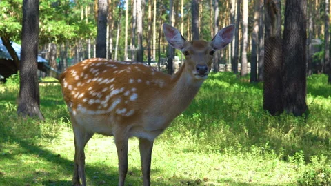 Spotted deer in the zoo. Video stock 93997219