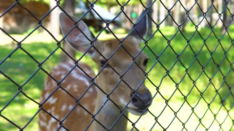 Spotted deer in the zoo. Stock Footage 93998562
