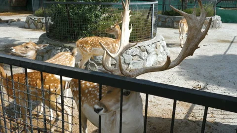 Spotted deer in the zoo. Video stock 99111610