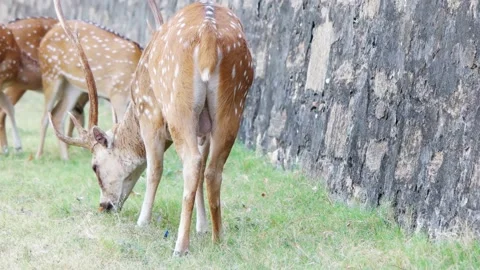 Spotted deers grazes Stock Footage 93602995