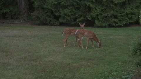 Spotted Deers in my Backyard 4K HLG3 ProRes422 Stock Footage 134905499