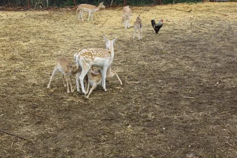 Spotted deers. Stock Photos