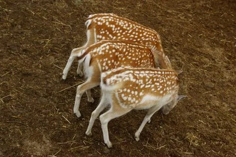 Spotted deers. 写真素材
