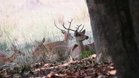 Spotted deers sitting in the shadow huge trees in Kanha national park Stock Footage 277977006