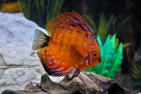 Spotted discus from the Amazon River. Fish discus one in the aquarium. Stock Photos